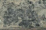 Pennsylvanian Fossil Fern (Neuropteris) Plate - Kentucky #248183-1